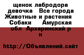 щенок лабродора девочка - Все города Животные и растения » Собаки   . Амурская обл.,Архаринский р-н